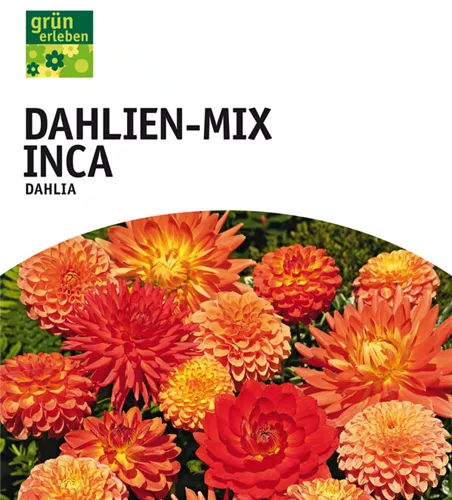 Dahlien-Mix Inca