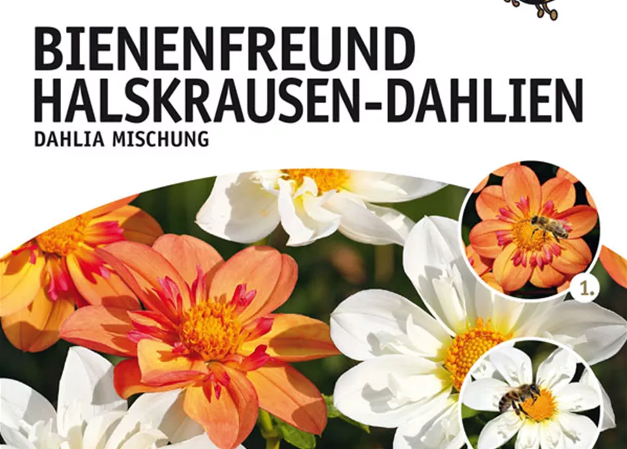 Bienenfreund Halskrausen-Dahlien
