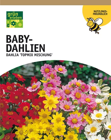 Bienenfreundliche Baby-Dahlien