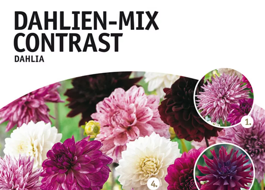Dahlien-Mix Contrast