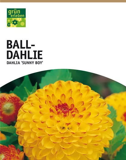 Ball-Dahlie