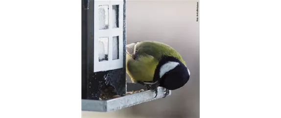 TIPPS ZUR WINTERVOGELFüTTERUNG