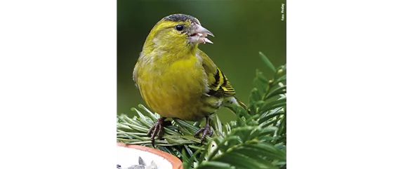 TIPPS ZUR WINTERVOGELFüTTERUNG