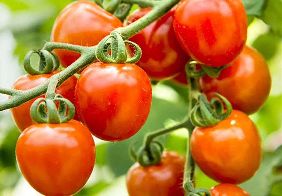 WIE GEHT... TOMATEN PFLEGEN?