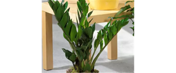 ZAMIOCULCAS - BESONDERS PFLEGELEICHT!