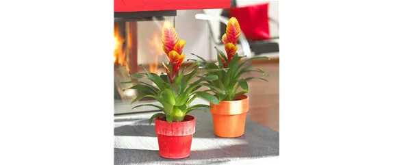 TROPENZAUBER BROMELIEN