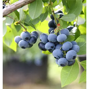 OBSTGARTEN FÜR KINDER