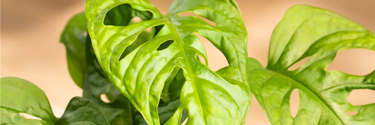 Monstera obliqua 'Monkey Leaf'