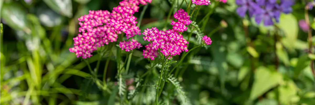 Achillea millefolium, rot