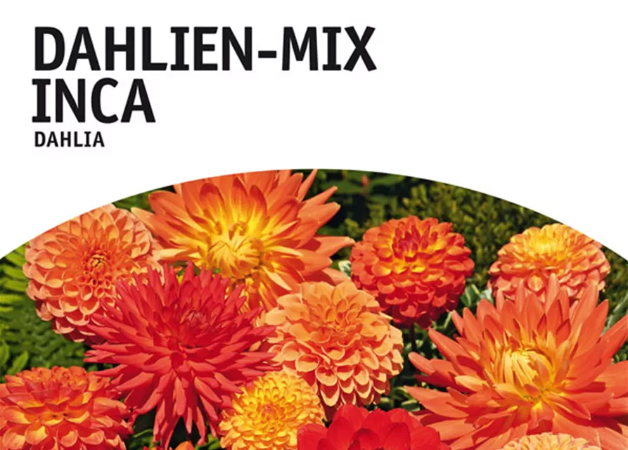 Dahlien-Mix Inca