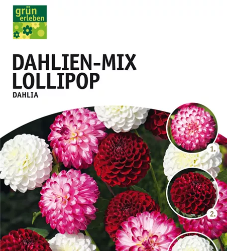 Dahlien-Mix Lollipop