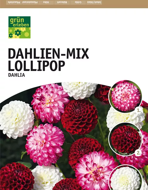 Dahlien-Mix Lollipop