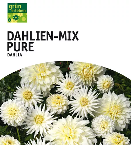 Dahlien-Mix Pure