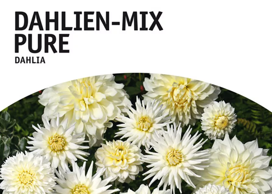 Dahlien-Mix Pure