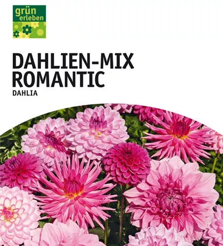 Dahlien-Mix Romantic