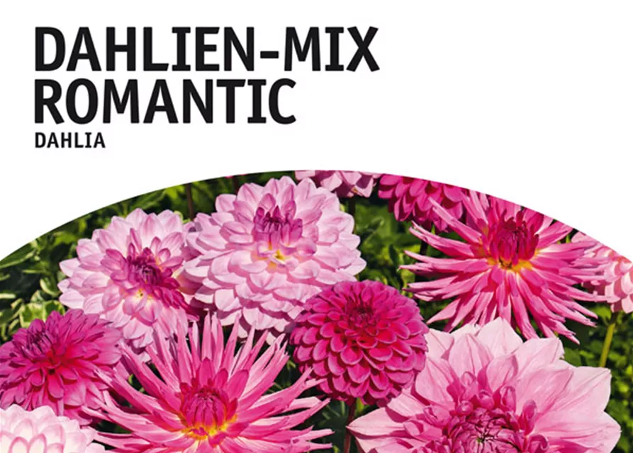 Dahlien-Mix Romantic