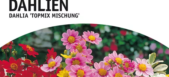 Bienenfreundliche Baby-Dahlien