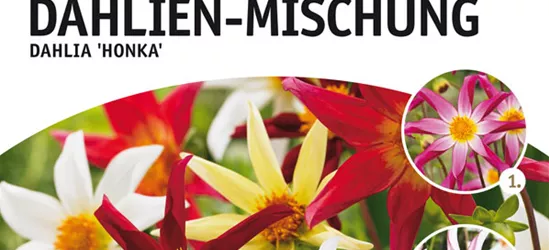 Bienentraum Dahlien-Mischung