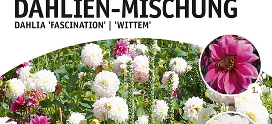 Bienenzauber Dahlien-Mischung