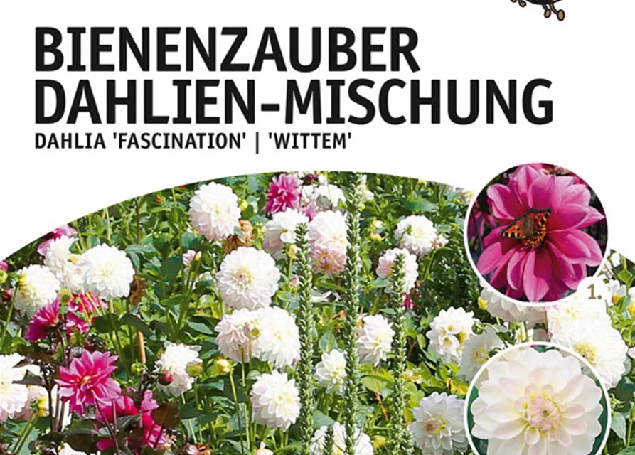 Bienenzauber Dahlien-Mischung