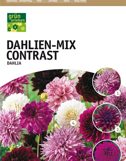 Dahlien-Mix Contrast