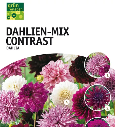 Dahlien-Mix Contrast