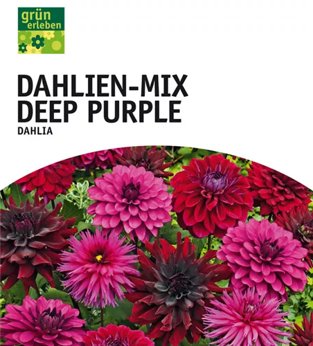 Dahlien-Mix Deep Purple