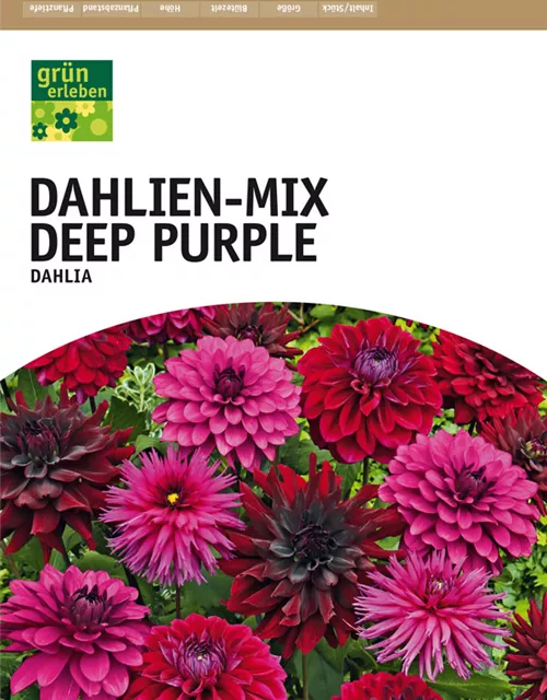 Dahlien-Mix Deep Purple