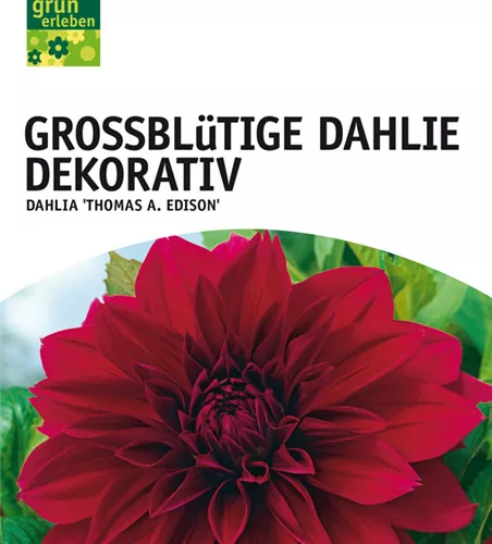 Großblütige Dahlie, Dekorativ