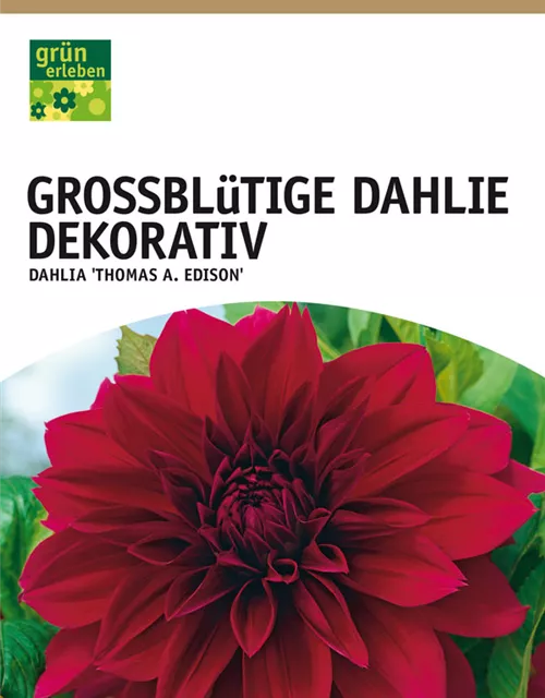 Großblütige Dahlie, Dekorativ