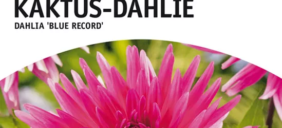 Niedrige Kaktus-Dahlie