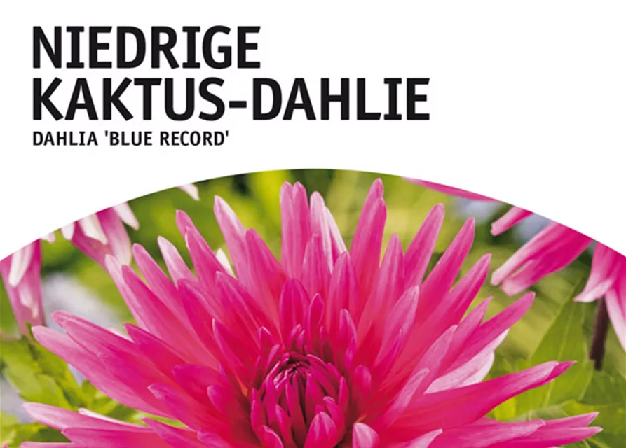 Niedrige Kaktus-Dahlie