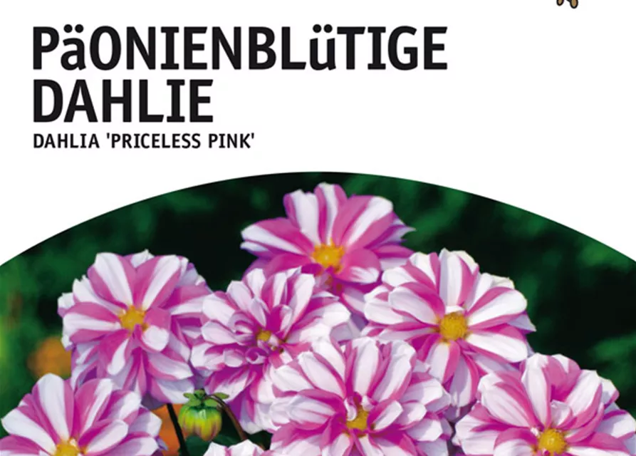 Päonienblütige Dahlie