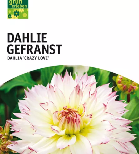 Dahlie gefranst