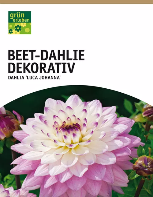 Beet-Dahlie Dekorativ