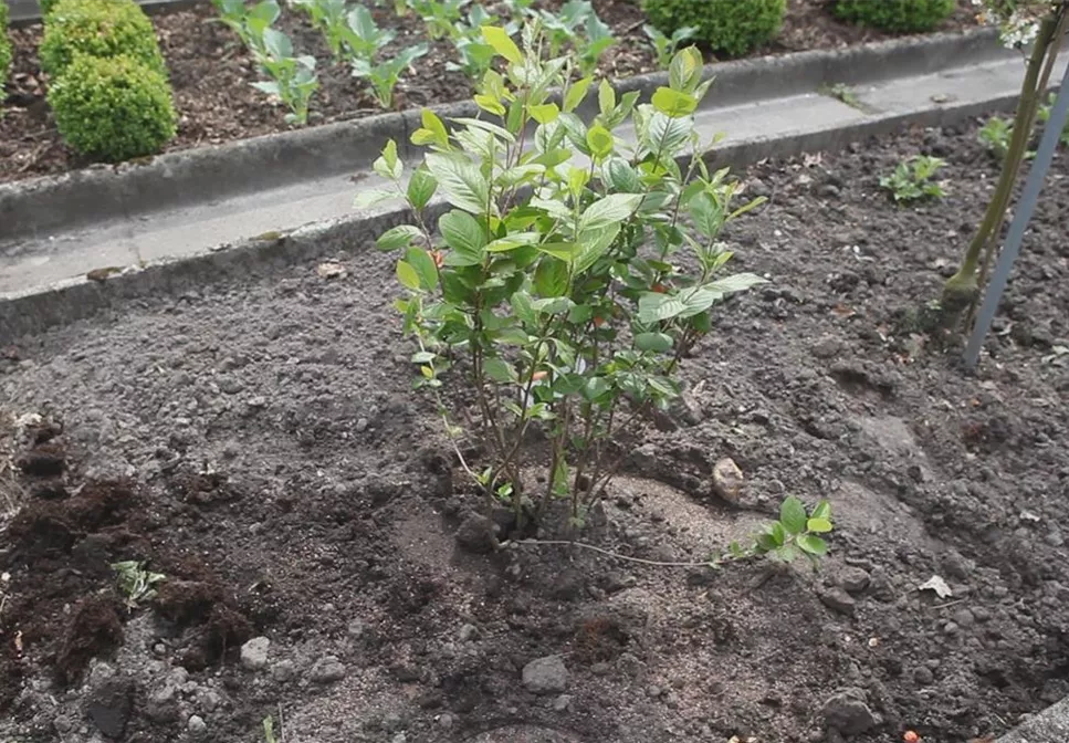 Apfelbeere - Einpflanzen im Garten